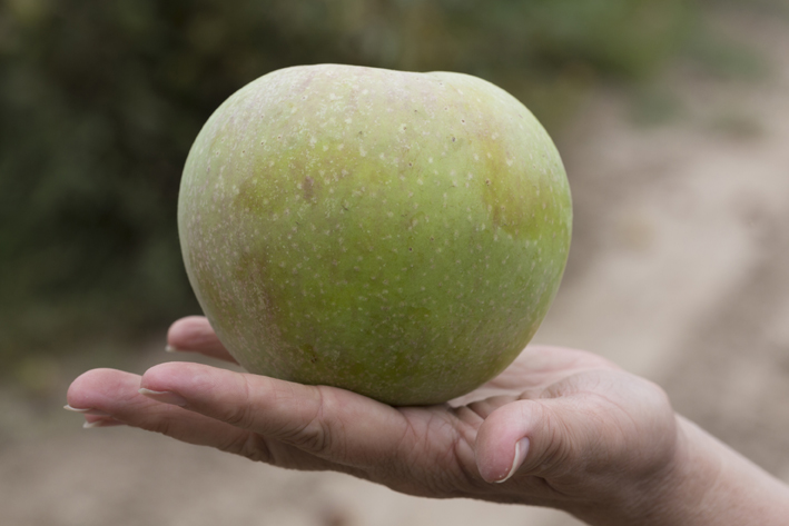 Malus sieversii elite - Fotografia di Catherine Peix-associazione alma - Fondazione Benetton Studi Ricerche