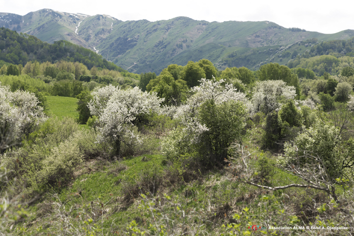 Massiccio del Djungarsky, 600 chilometri a nord di Almaty. Malus sieversii sui pendii delle montagne, nella regione kazaka di Lepsinsk. (2016, fotografia di Catherine Peix-associazione alma; Fondazione Benetton Studi Ricerche-PremioInternazionale Carlo Scarpa per il Giardino).