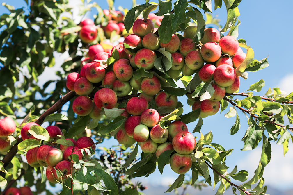 Esemplare di Malus sieversii di quindici anni di età, caratterizzato da una straordinaria abbondanza di frutti, del diametro di circa 6 centimetri. Tarbagatai, nella parte settentrionale del Tien Shan (fotografia di Catherine Peix, Associazione Alma).