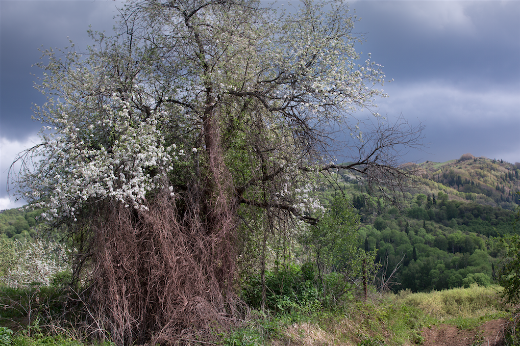 Esemplare di Malus sieversii di duecento anni di età ricoperto da un luppolo, a 1.800 metri di altitudine. Foresta di alberi da frutto, Djungarsky (fotografia di Catherine Peix, Associazione Alma).