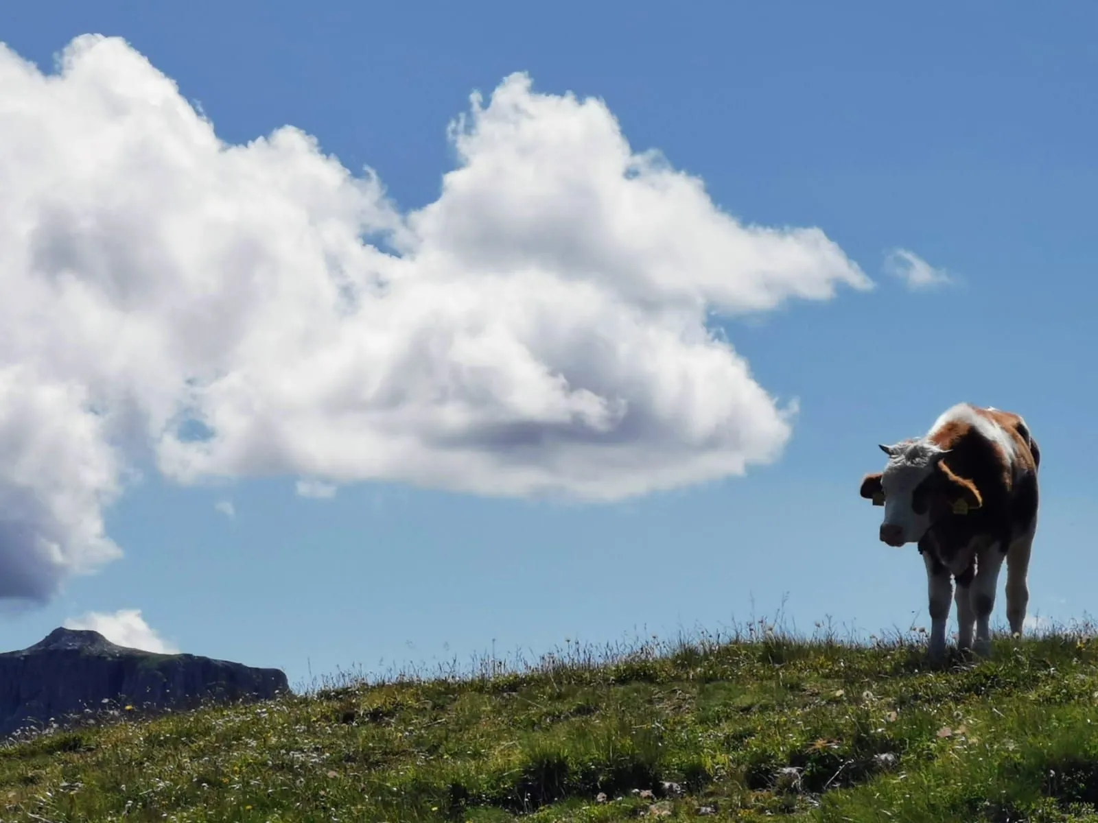 Una mucca al pascolo su un prato di montagna sotto un cielo azzurro con grandi nuvole bianche, immagine che evoca l'atmosfera rurale e la profondità presenti nella poesia di Stefano Strazzabosco.