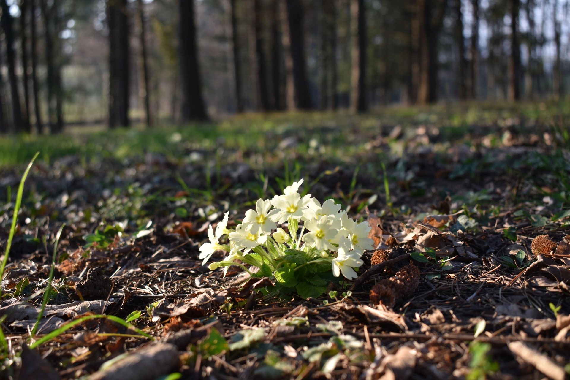 Primule selvatiche in un bosco, richiamo alla natura e al mondo rurale raccontato nei libri di Lucio Carraro.