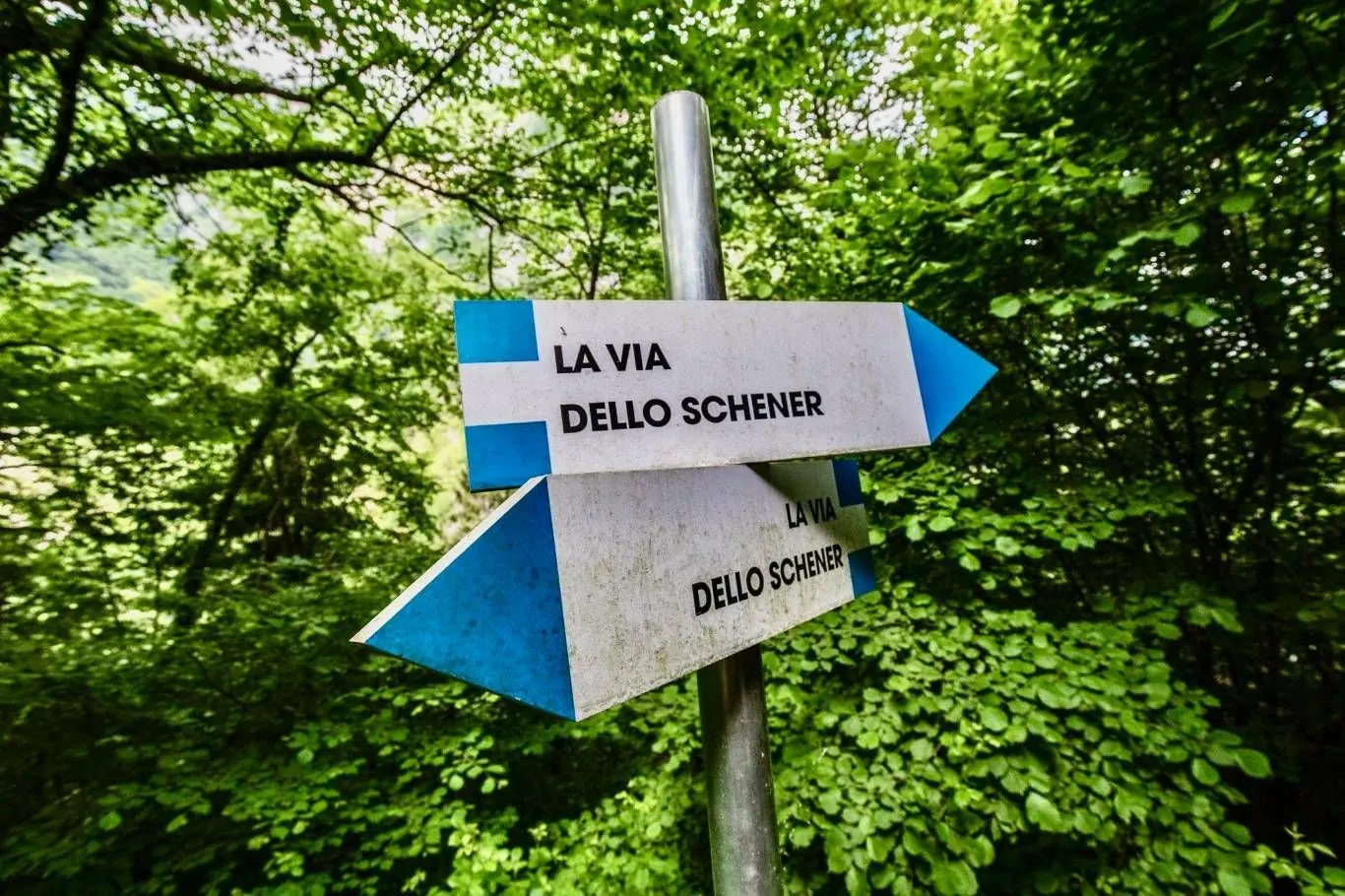 Cartello segnaletico che indica il sentiero storico La Via dello Schenèr immerso nel bosco, tema centrale dell'opera di Matteo Melchiorre.